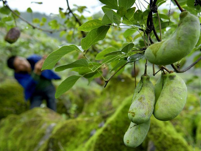 是湖北,湖南等山区生长的一种十分耐贫瘠的野生瓜果,适合在粮食作物产