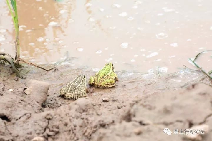 一,蝌蚪个体养大养均匀和幼蛙中蛙期养大养均匀的喂食方法;二,拉天网
