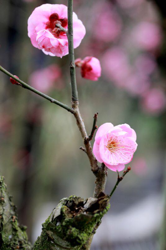 鶴峰梅花盛開惹人醉