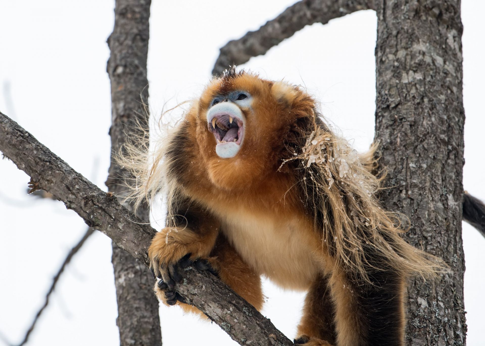 有一种萌,叫神农架的金丝猴