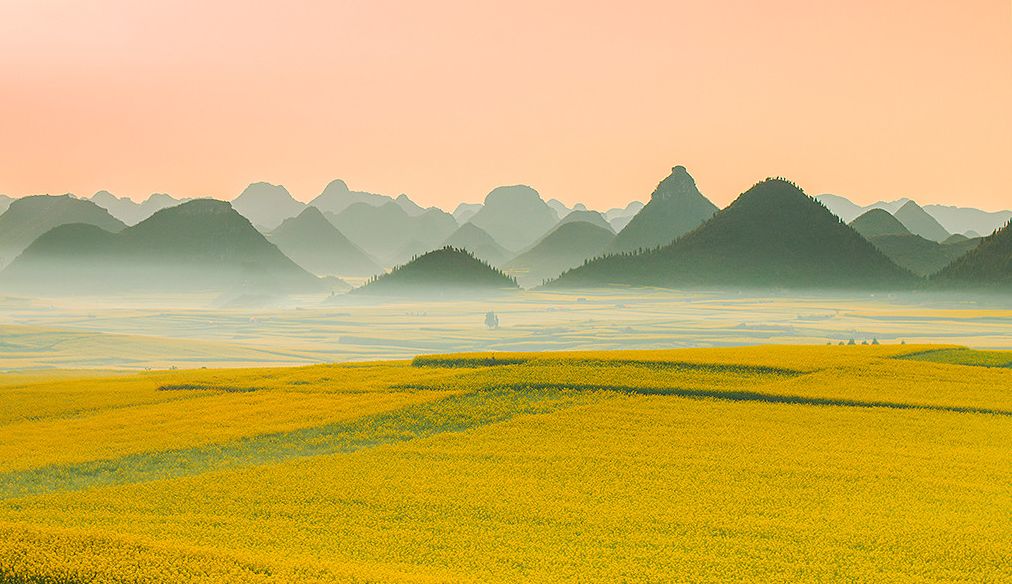 中国最美的油菜花要开了赏花地图送给你