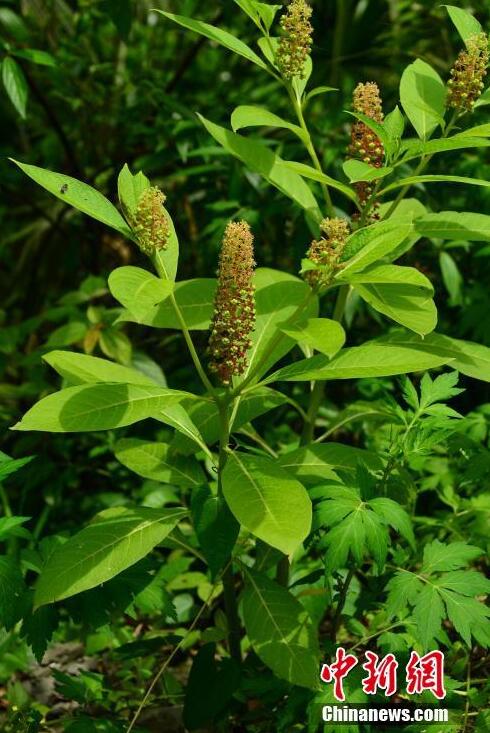 湖北发现中国植物新种命名鄂西商陆