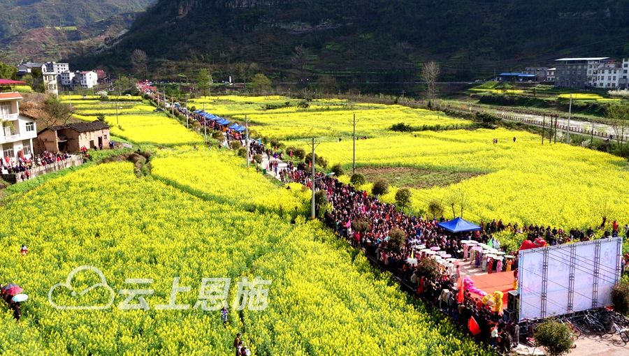 利川建南镇油菜景观满目花海满地春