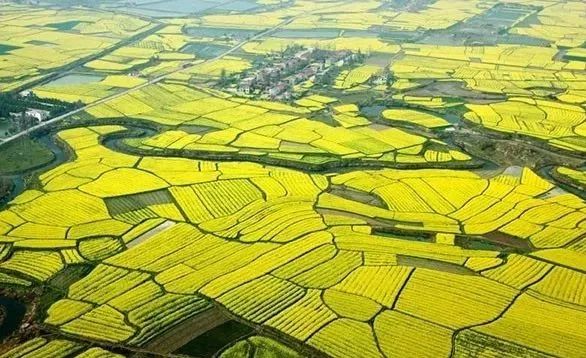 美江汉平原美如画最美沙洋油菜花