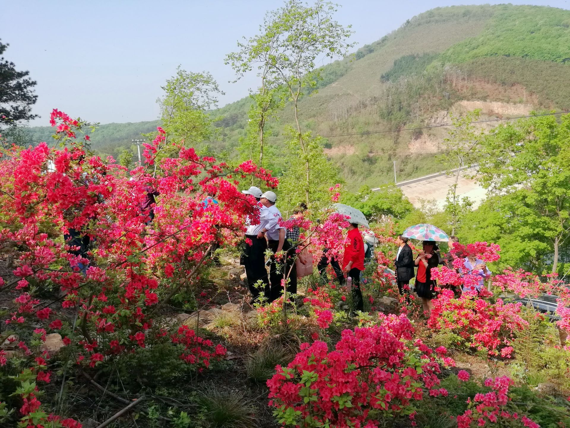 京山:石龙镇张湾村杜鹃花种植基地 迎来一波又一波的游客