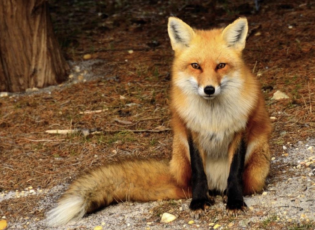 荆门养殖户养700多只狐狸,每年纯利润高达100多万元!