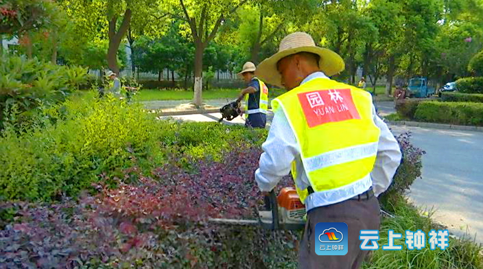 园林绿化草皮价格走势图