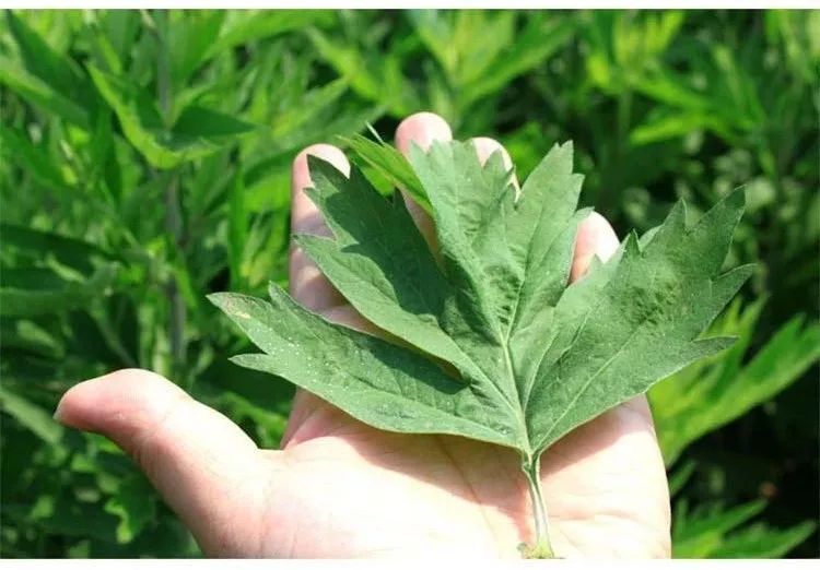 此语原为"魔法的药草"之意,在老外眼中,蕲艾是一种神奇而有魔力的药草