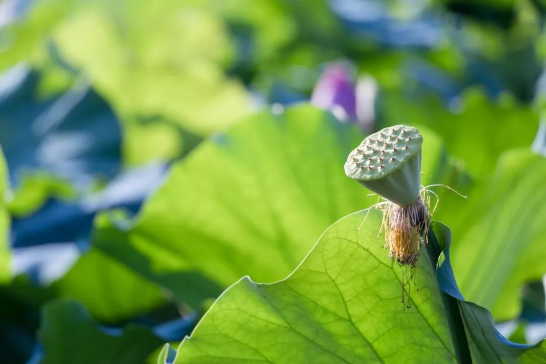 鲁迅说:我寄你的信,总要送往邮局,不喜欢放在街边的绿色邮筒中,我总