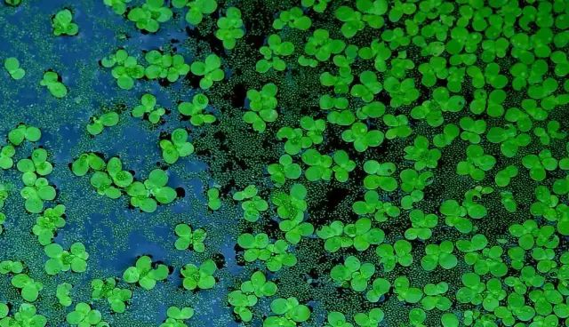 绿萍(宋末元初·吕徽之)密密绵绵满草堂,不容红日下沧浪.