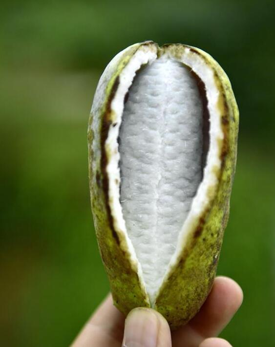 鄂西山区八月瓜网络科技助推野果富农