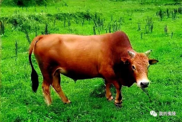 宜昌丨牛气冲天 夷陵牛成"冠军牛"!