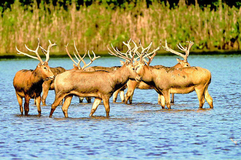 天鹅洲生态大修复 留住麋鹿美丽家园
