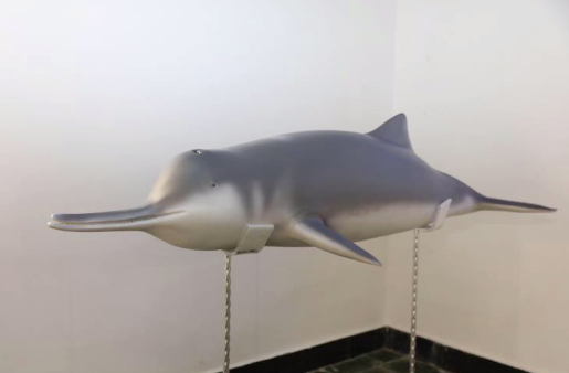 复原白鱀豚淇淇3d打印技术首次用于国内博物馆标本制作