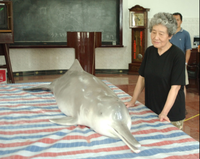 最后一头白鳍豚——"淇淇"3d打印标本首次亮相