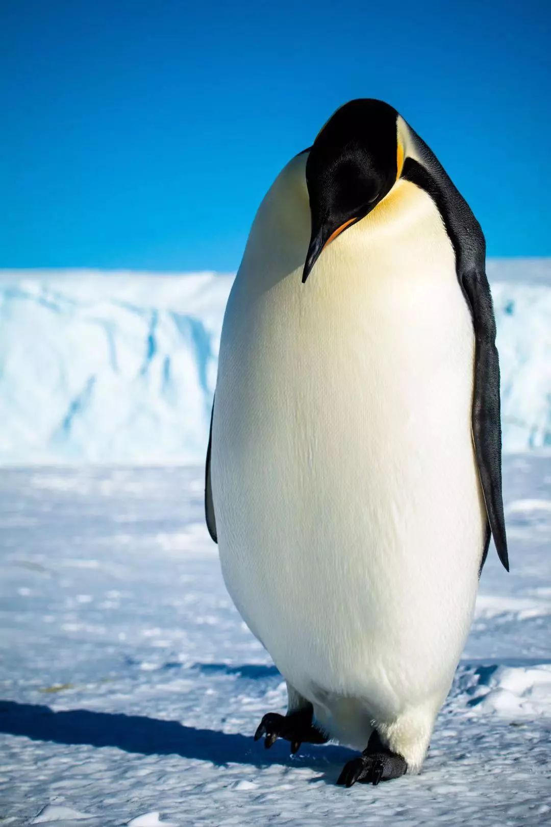 帝企鹅好大个头李航从2014年10月至2016年3月,在南极待了整整一年半的