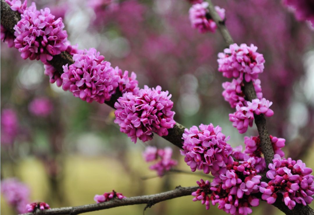 20种花叫醒武汉的春天_长江云 - 湖北网络广播电视台官方网站