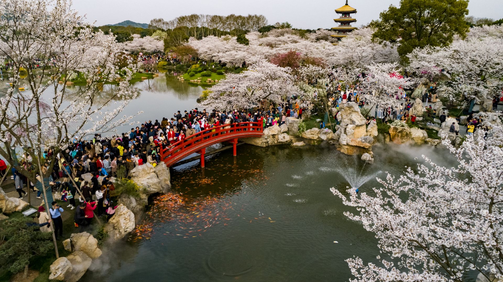 他们基本上7点半左右和晚上七点半左右到达东湖樱园,错峰出行欣赏樱花