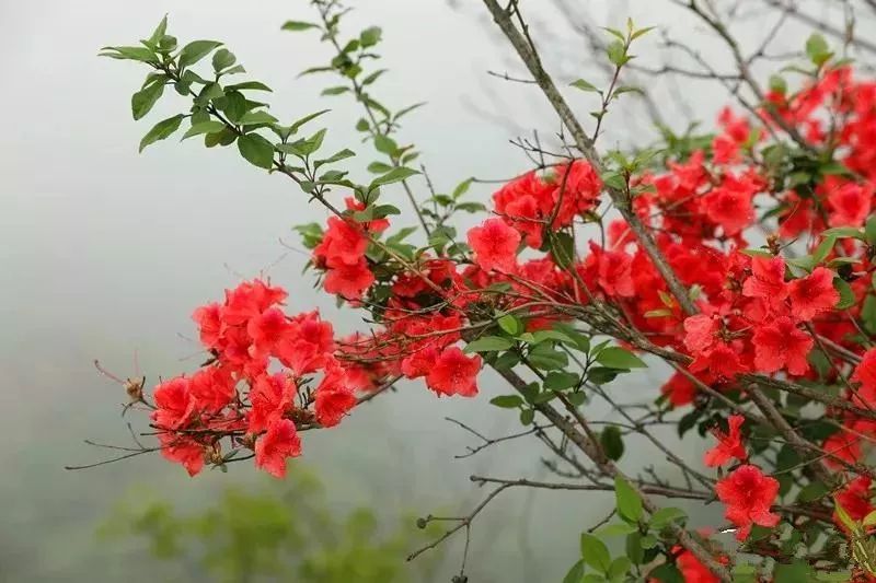 宜昌漫山杜鹃红似火如一场"红颜"盛会!