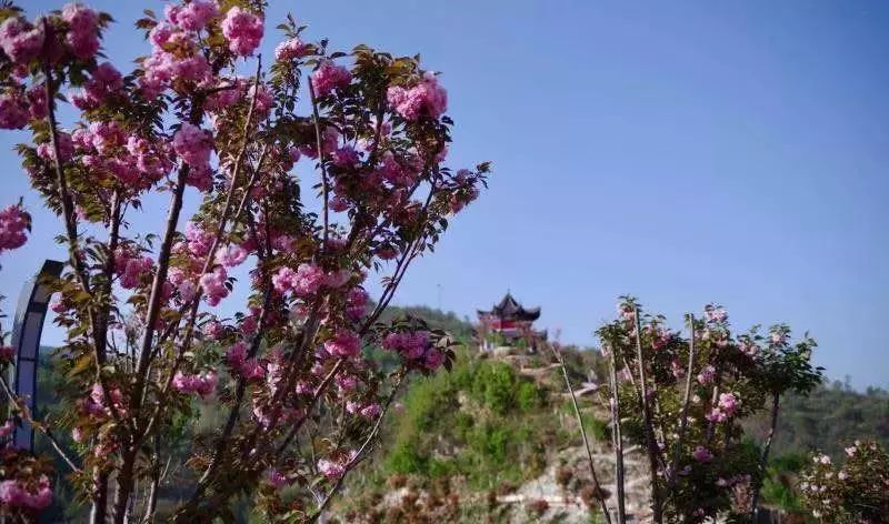 樱花岛度假区开园了!房县姚坪乡火了.