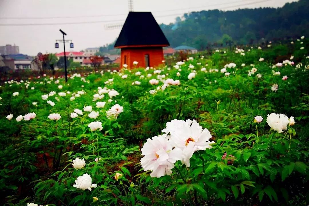 唯有牡丹真国色花开时节动荆楚