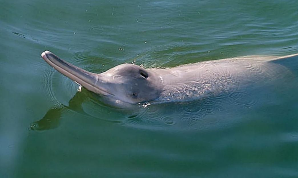 【邮票里的湖北】白鱀豚