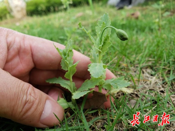 沙湖公园出现疑似罂粟幼苗园方正派人紧急排查