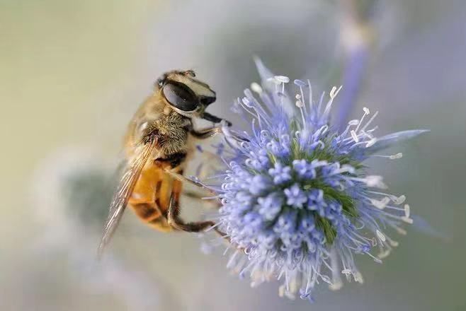是神农架中华小蜜蜂采集林区内超过一百种花卉的精华酿造的百花蜂蜜