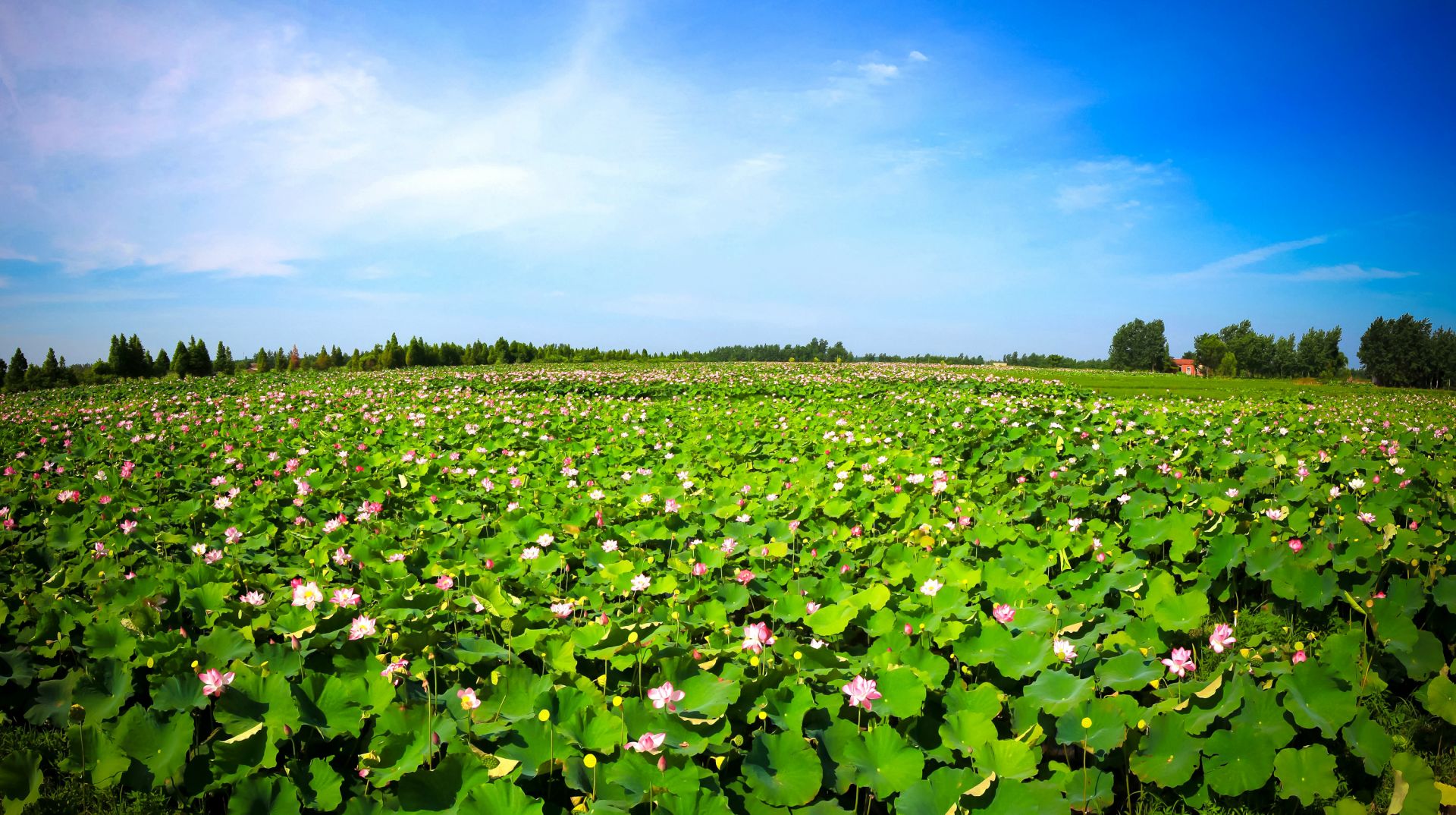 【获奖公告】"林秀湖北"(本草天香杯)生态摄影大赛 2019年8月半月优胜