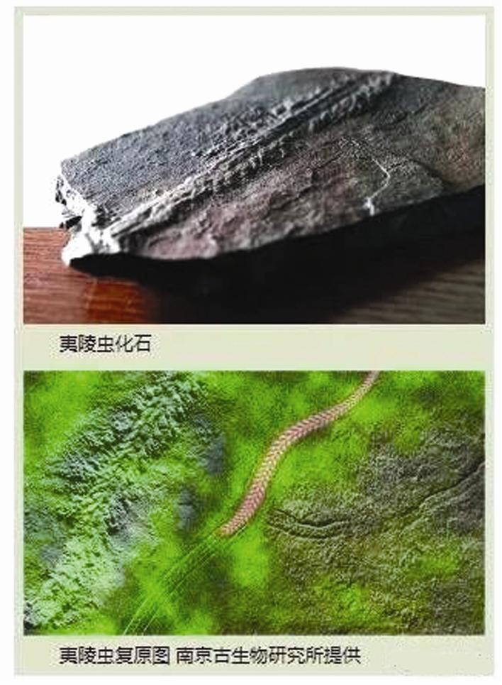 5亿年前最早爬虫化石 根据发现地命名为"夷陵虫"