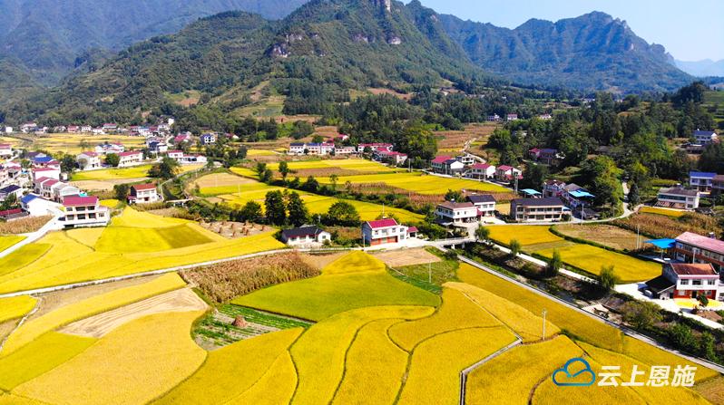 鹤峰大地流金美如画稻秀轻摇惹人醉