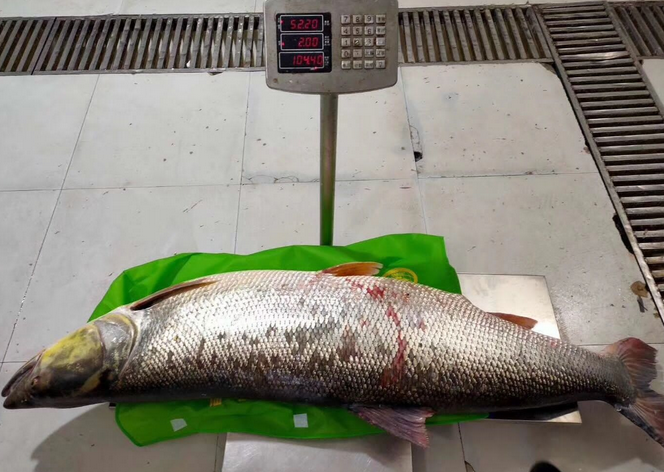 十堰丹江渔民捕获百斤重鳡鱼