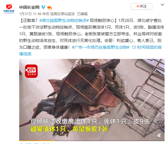 现场缴获麂活体1只,死体1只,皮9张,鼬獾活体1只,黄鼠狼皮1张,现场触目