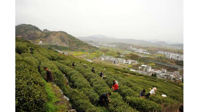 在竹山縣寶豐鎮下壩村女媧山茶場300畝茶葉基地裡,300多位村民正忙著