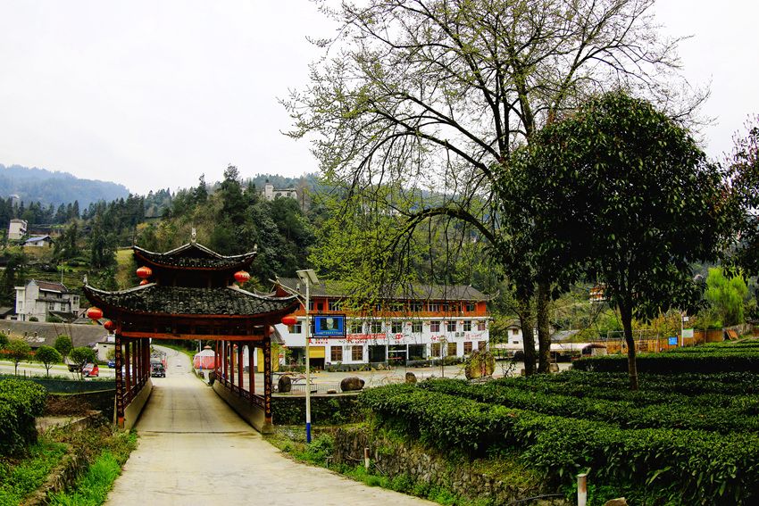 鹤峰中营镇阳坡好采惊蛰茶