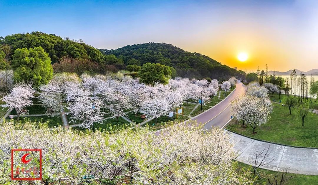 樱花大道这是黄石最寂静的一个春天畔团城山公园内滨水"樱花带"的樱花