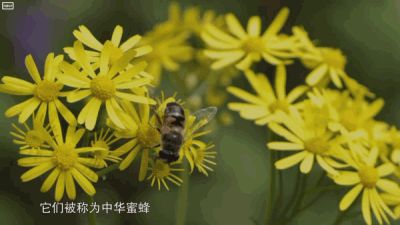 使得这里成为中华小蜜蜂的理想栖息地充足的光照和充沛的降雨神农架