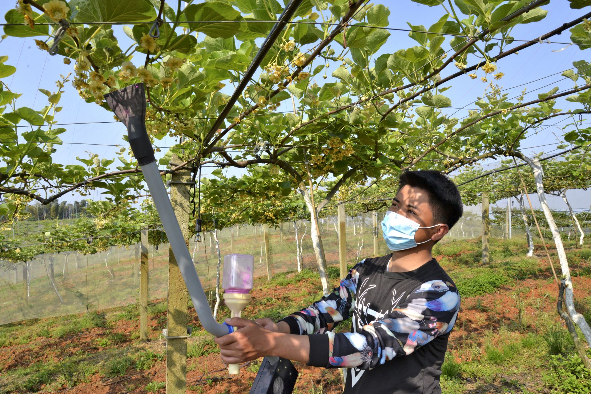 该公司猕猴桃果树在传统昆虫传粉的基础上,采取人工辅助授粉