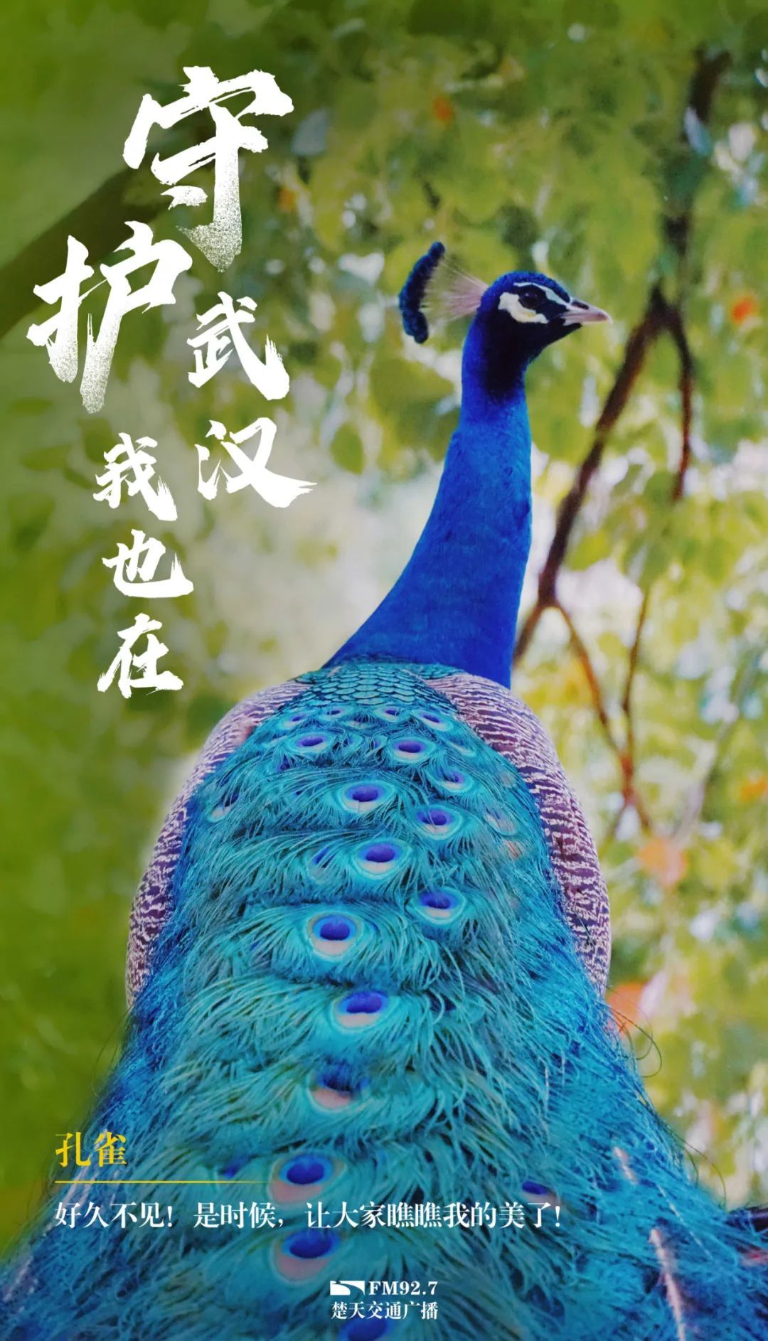 久违了武汉人的动物伙伴们