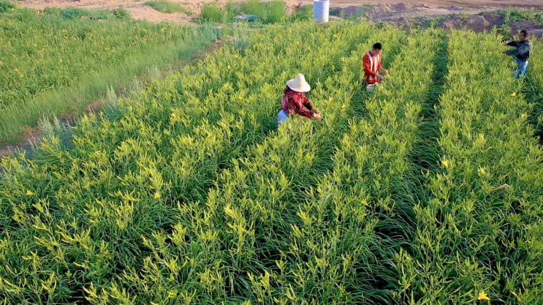 摇摇摇摇摇摇摇摇摇摇摇摇摇钱草