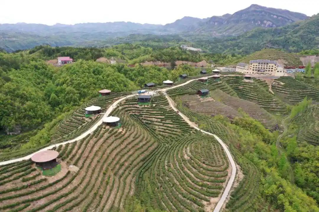 茶園變樂園!百峰村茶旅融合奏響鄉村振興新樂章