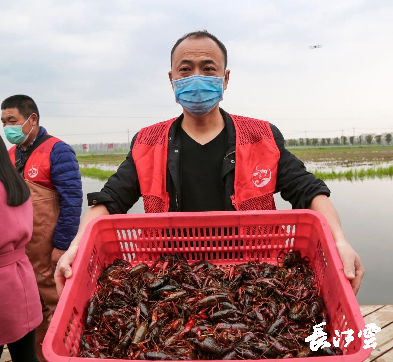 湖北省农业事业发展中心副主任郑国蓉:小龙虾产业是我省农业经济的