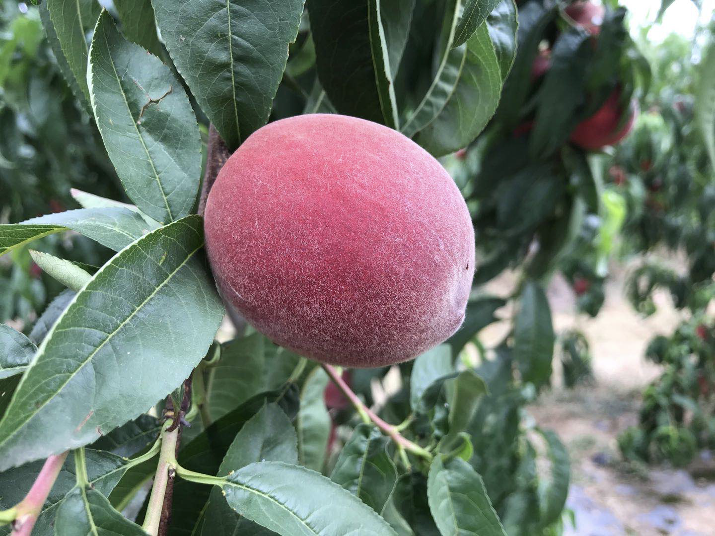 孝感早春王桃上"直播" 18万网友围观下单20多万元