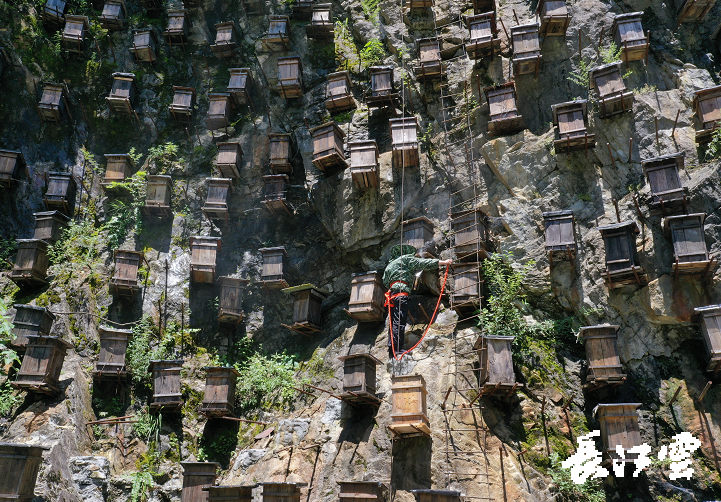 近日,在神农架官门山悬崖蜂房迎来收获季,记者在现场看到养蜂人朱诗军
