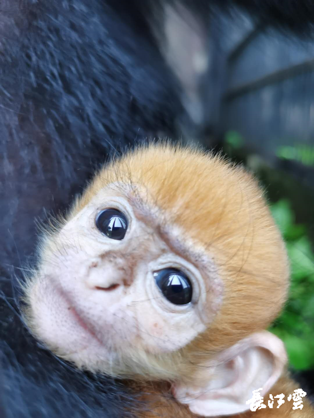 67武汉动物园"乌猿"生出了"金大圣" 游客:是不是抱错了娃?