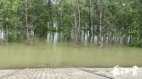 "簰洲湾一弯,武汉水落三尺三",作为守卫武汉的一道天然屏障,簰洲湾的