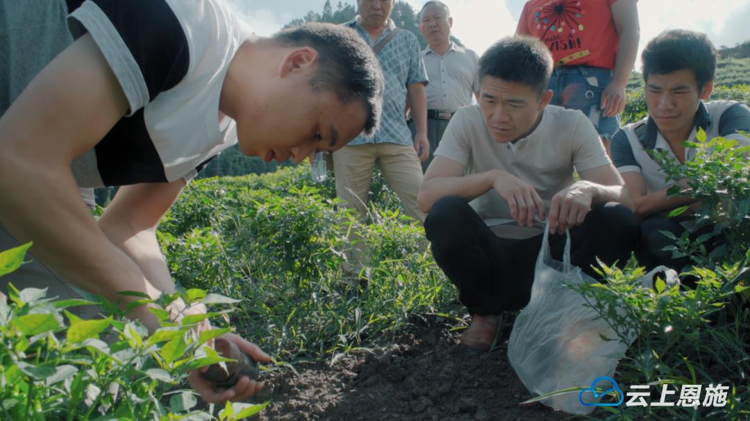 经过几年的努力,2020年春天,茶林堡村的白茶产业初具规模,杨直东的