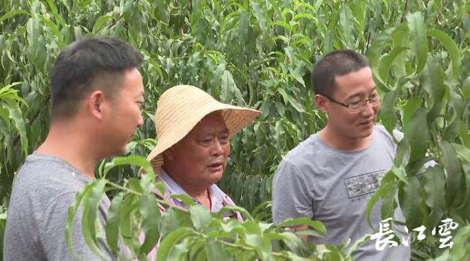 在枣阳市王城镇长冲村,因病致贫的张远林2015年通过种植桃子,第二年就