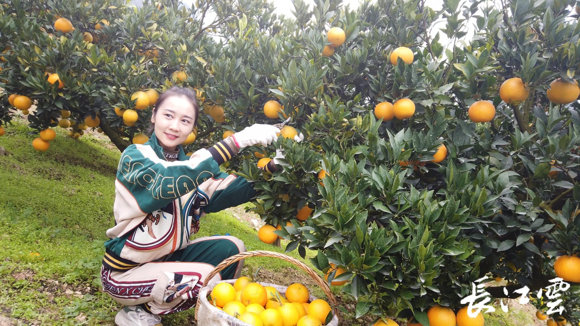 湖北有哪些脐橙产地(湖北脐橙之乡是哪个城市)