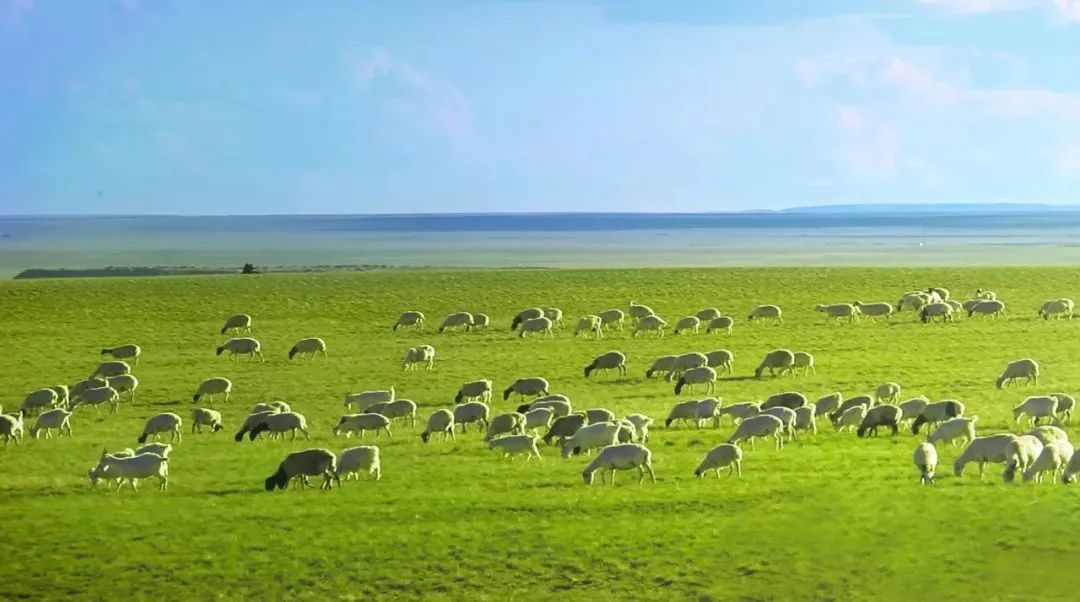 草原上的苏尼特羊蒙古羊不仅是蒙古特产,也是我国数量最多,分布最